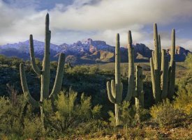 Tim Fitzharris - Saguaro cacti and Santa Catalina Mountains, Arizona