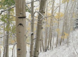 Tim Fitzharris - Aspens with snow, Gunnison National Forest, Colorado