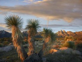 Tim Fitzharris - Yucca and Organ Mountains near Las Cruces, New Mexico