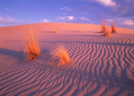 Tim Fitzharris - Gypsum dunes, Guadalupe Mountains National Park, Texas