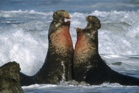 Tim Fitzharris - Northern Elephant Seal males fighting, California Coast