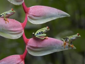 Tim Fitzharris - Red-eyed Tree Frog three sitting on Heliconia, Costa Rica