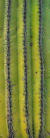 Tim Fitzharris - Saguaro cactus close up of trunk and spines, North America