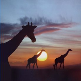 Tim Fitzharris - Giraffe trio at sunrise, Masai Mara, Kenya, composite image