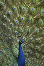 Tim Fitzharris - Indian Peafowl male with tail fanned out in courtship display