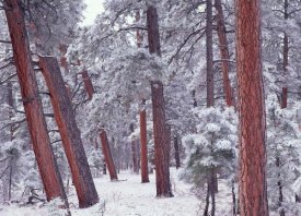 Tim Fitzharris - Ponderosa Pines with snow, Grand Canyon National Park, Arizona