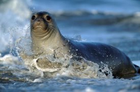Tim Fitzharris - Northern Elephant Seal female in splashing surf, North America