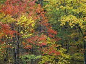 Tim Fitzharris - Fall foliage at Fishers Gap, Shenandoah National Park, Virginia