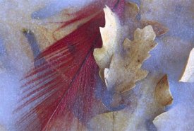 Tim Fitzharris - Northern Cardinal feather and Oak leaves frozen in ice, Arizona