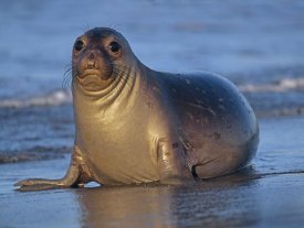 Tim Fitzharris - Northern Elephant Seal female laying on beach, California coast