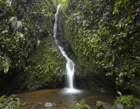 Tim Fitzharris - Waterfall in the Milpe Bird Sanctuary, Mindo Cloud Forest, Ecuador