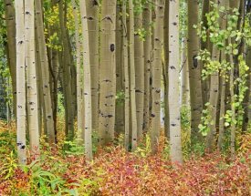 Tim Fitzharris - Aspen trees and Fireweed, Collegiate Peaks Wilderness Area, Colorado