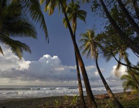 Tim Fitzharris - Palm trees on the beach near Marino Ballena National Park, Costa Rica