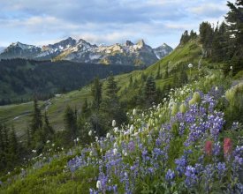 Tim Fitzharris - Wildflowers and Tatoosh Range, Mount Rainier National Park, Washington