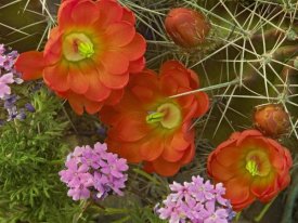 Tim Fitzharris - Claret Cup Cactus and Verbena detail of flowers in bloom, North America