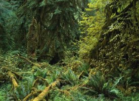 Tim Fitzharris - Lush vegetation in the Hoh Rain Forest, Olympic National Park, Washington