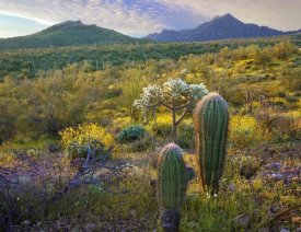 Tim Fitzharris - Ajo Mountains, Organ Pipe Cactus National Monument, Sonoran Desert, Arizona