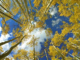Tim Fitzharris - Looking up at blue sky through a canopy of fall colored Aspen trees, Colorado