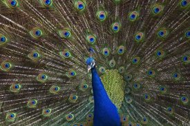 Tim Fitzharris - Indian Peafowl male with tail fanned out in courtship display, native to Asia