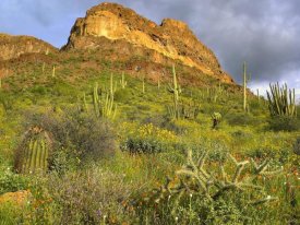 Tim Fitzharris - Organ Pipe Cactus Organ Pipe Cactus National Monument, Sonoran Desert, Arizona