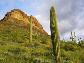 Tim Fitzharris - Organ Pipe Cactus Organ Pipe Cactus National Monument, Sonoran Desert, Arizona