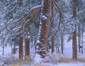 Tim Fitzharris - Ponderosa Pine trees after fresh snowfall, Rocky Mountain National Park, Colorado