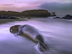 Tim Fitzharris - Northern Elephant Seal bull laying at surf's edge, Point Piedras Blancas, California