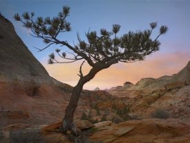 Tim Fitzharris - Lone pine tree with East and West Temples in the background, Zion National Park, Utah