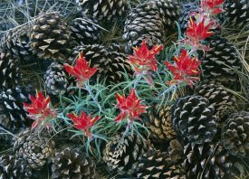 Tim Fitzharris - Indian Paintbrush surrounded by pine cones, South Rim, Grand Canyon National Park, Arizona