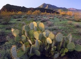 Tim Fitzharris - Beavertail Cactus with Picacho Mountain in the background, Pichaco Peak State Park, Arizona