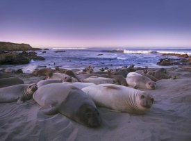 Tim Fitzharris - Northern Elephant Seal juveniles laying on the beach, Point Piedras Blancas, Big Sur, California