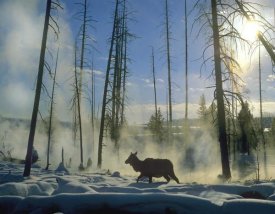 Tim Fitzharris - Elk female in the snow with steam rising from nearby hot spring, Yellowstone National Park, Wyoming