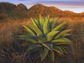Tim Fitzharris - Agave plants and Chisos Mountains seen from Chisos Basin, Big Bend National Park, Chihuahuan Desert, Texas