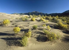 Tim Fitzharris - Flowering shrubs on the dune fields in front of the Sangre de Cristo Mountains, Great Sand Dunes National Monument, Colorado