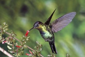 Michael and Patricia Fogden - Fiery-throated Hummingbird feeding at Ladies Eardrops flower, Poas Volcano National Park, Costa Rica