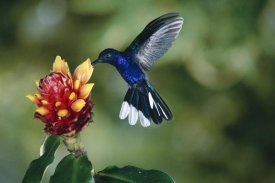 Michael and Patricia Fogden - Violet Sabre-wing hummingbird, feeding on and pollinating Spiral Flag ginger flowers, cloud forest, Costa Rica