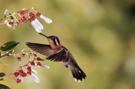 Michael and Patricia Fogden - Purple-throated Mountain-gem hummingbird, feeding and pollinating flower of epiphytic Heath, cloud forest, Costa Rica