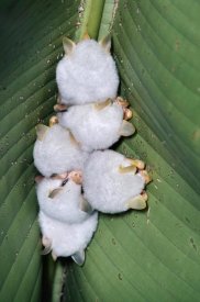 Michael and Patricia Fogden - Honduran White Bat group roosting under Heliconia leaf, rainforest, Costa Rica
