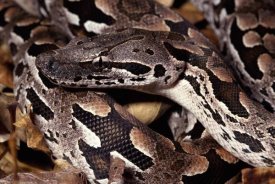 Michael and Patricia Fogden - Madagascar Ground Boa Madagascar