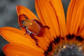 Michael and Patricia Fogden - Scarab Beetle on a Guzmania flower, Damaraland, Namibia