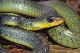 Michael and Patricia Fogden - Green Racer close-up, cloud forest ecosystem, Costa Rica