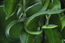 Michael and Patricia Fogden - Green Vine Snake camouflaged among rainforest leaves, Costa Rica