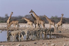 Michael and Patricia Fogden - Burchell's Zebra and Giraffe at waterhole, Etosha National Park, Namibia