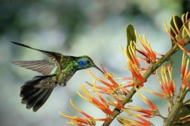 Michael and Patricia Fogden - Green Violet-ear hummingbird feeding, Monteverde Cloud Forest, Costa Rica