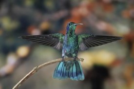 Michael and Patricia Fogden - Green Violet-ear hummingbird, perched on branch, Monteverde Cloud Reserve, Costa Rica