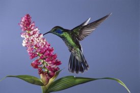 Michael and Patricia Fogden - Green Violet-ear feeding, pollinating epiphytic orchid flower, cloud forest ecosystem, Costa Rica