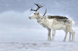 Philip Friskorn - Two Reindeer, male and female during a blizzard, Kiberg Varanger Finnmark,Norway