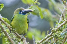 Steve Gettle - Emerald Toucanet, Costa Rica
