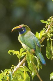 Steve Gettle - Emerald Toucanet, Costa Rica