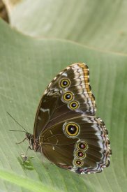 Steve Gettle - Blue Morpho butterfly, Ecuador